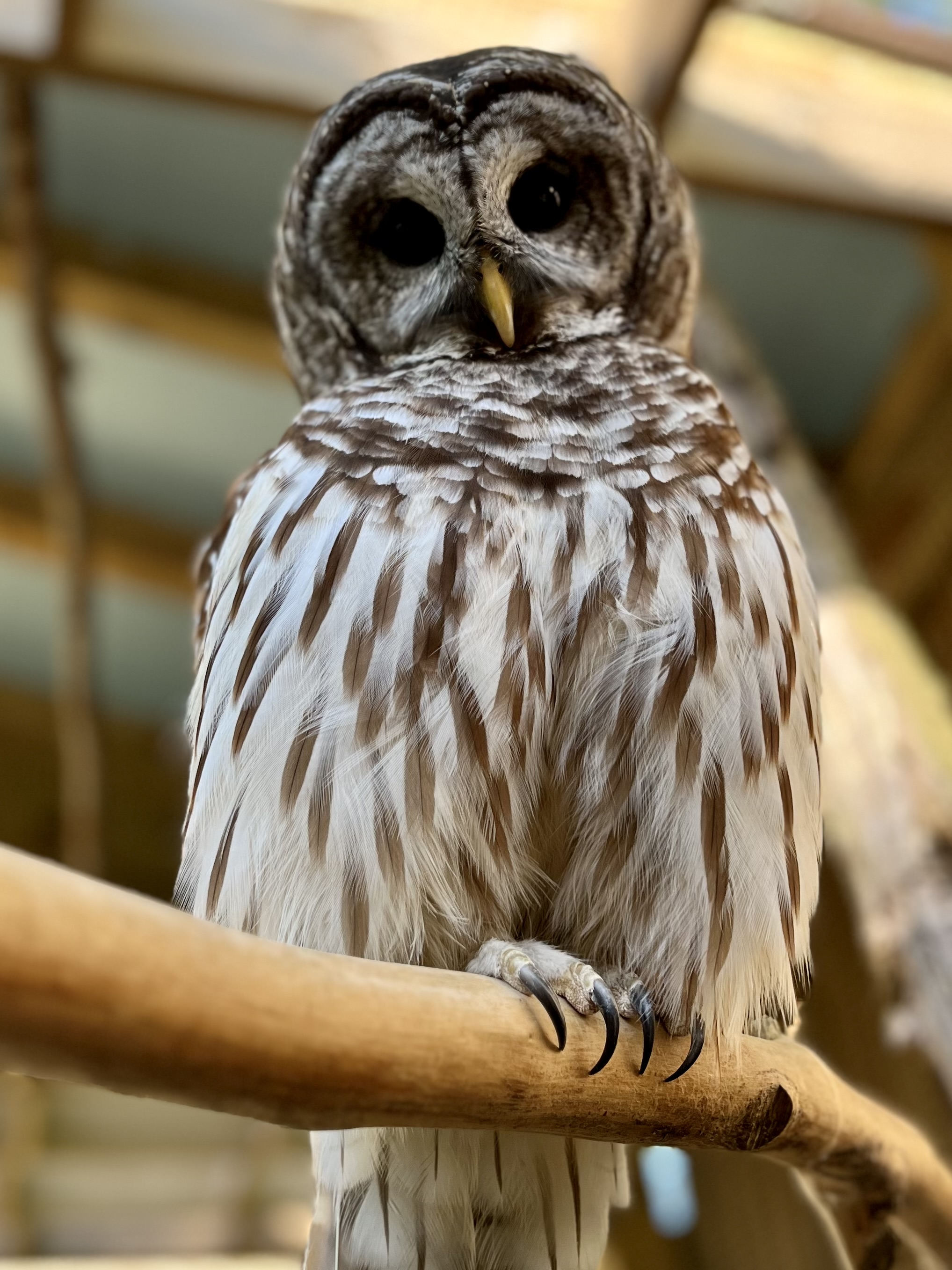 Barred Owl