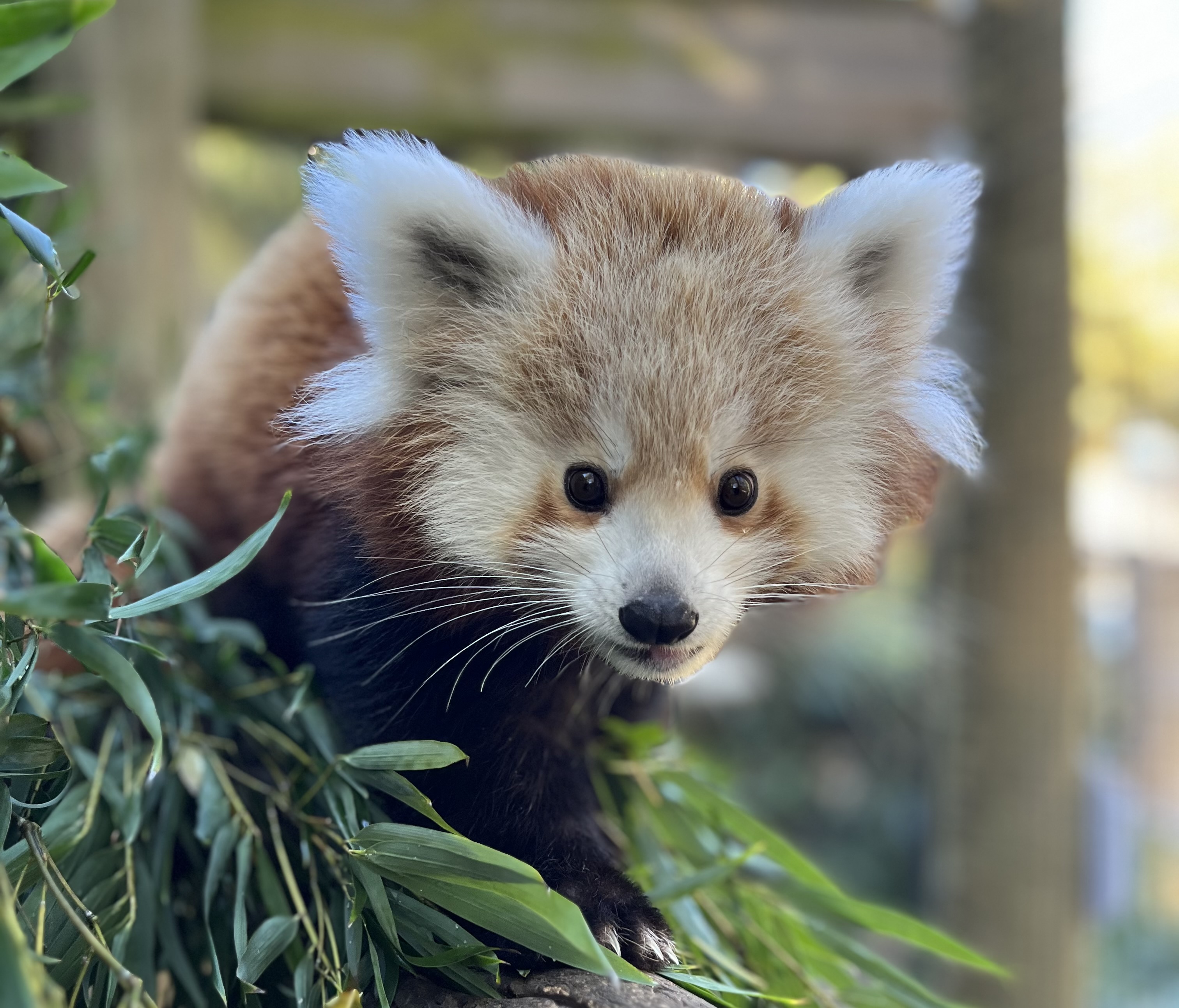Red Panda Cub
