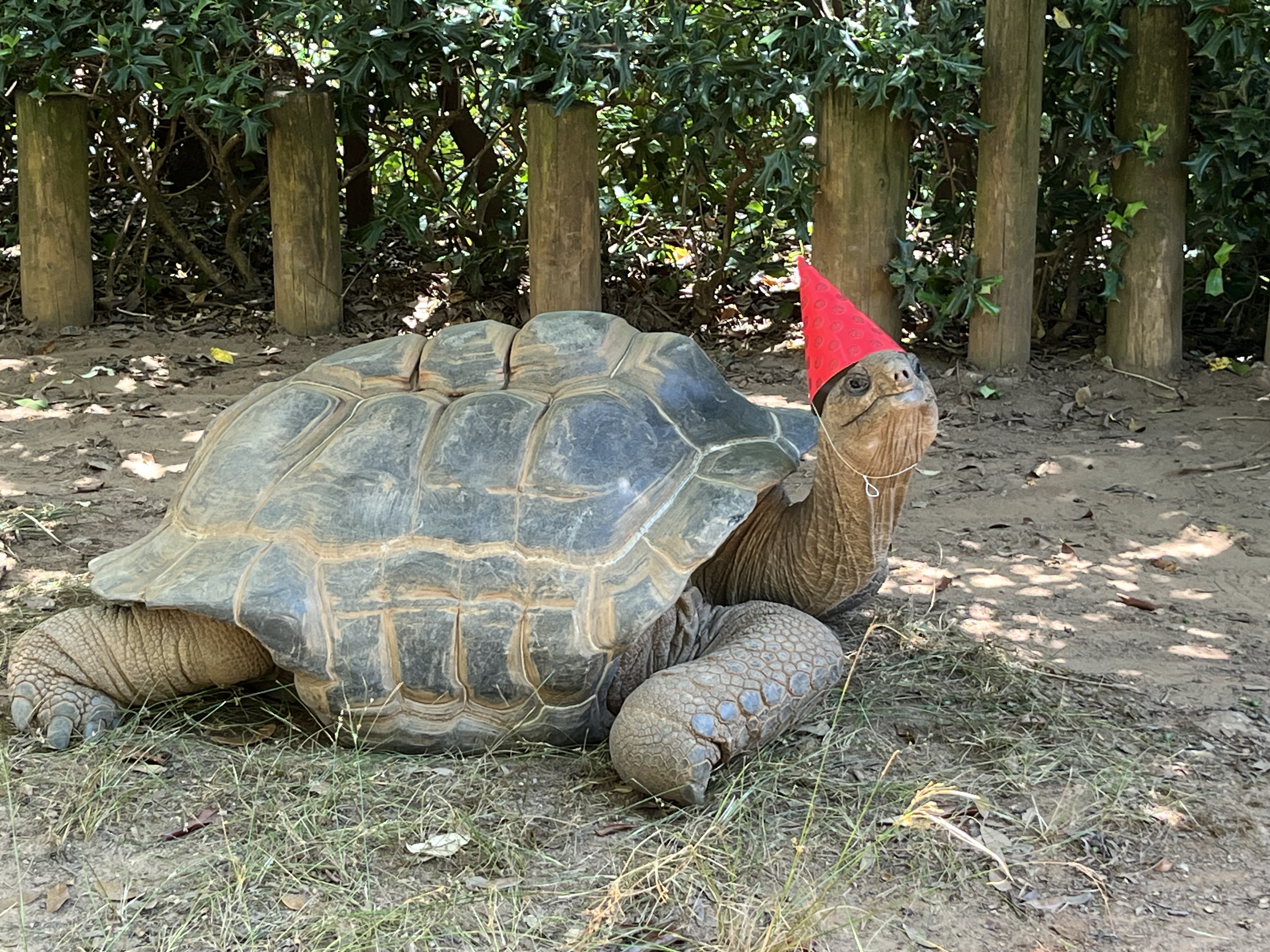 Aldabra Tortoise